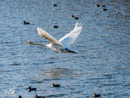 Swan – Łabędź